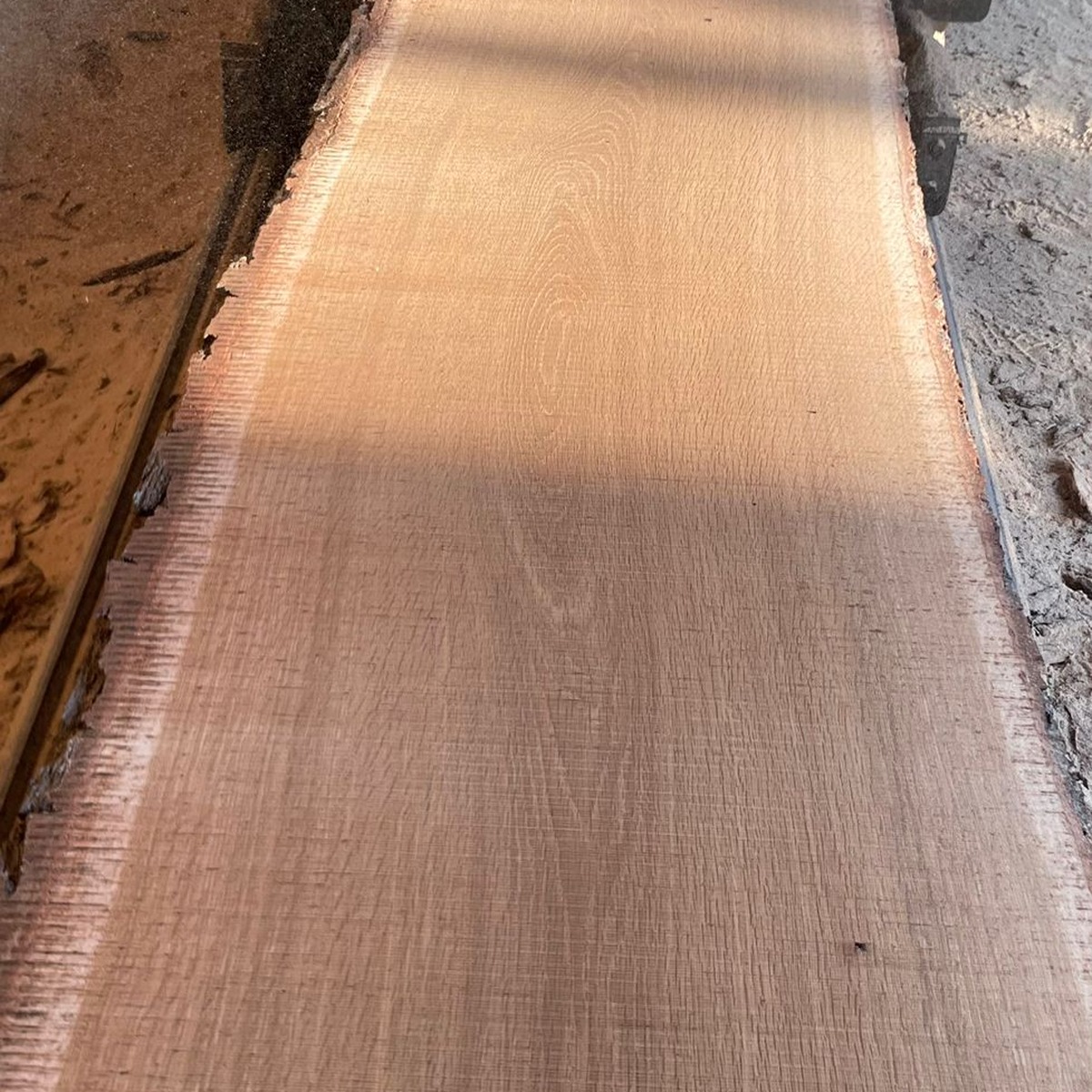 Square-format photo of a freshly sawn European white oak board in production